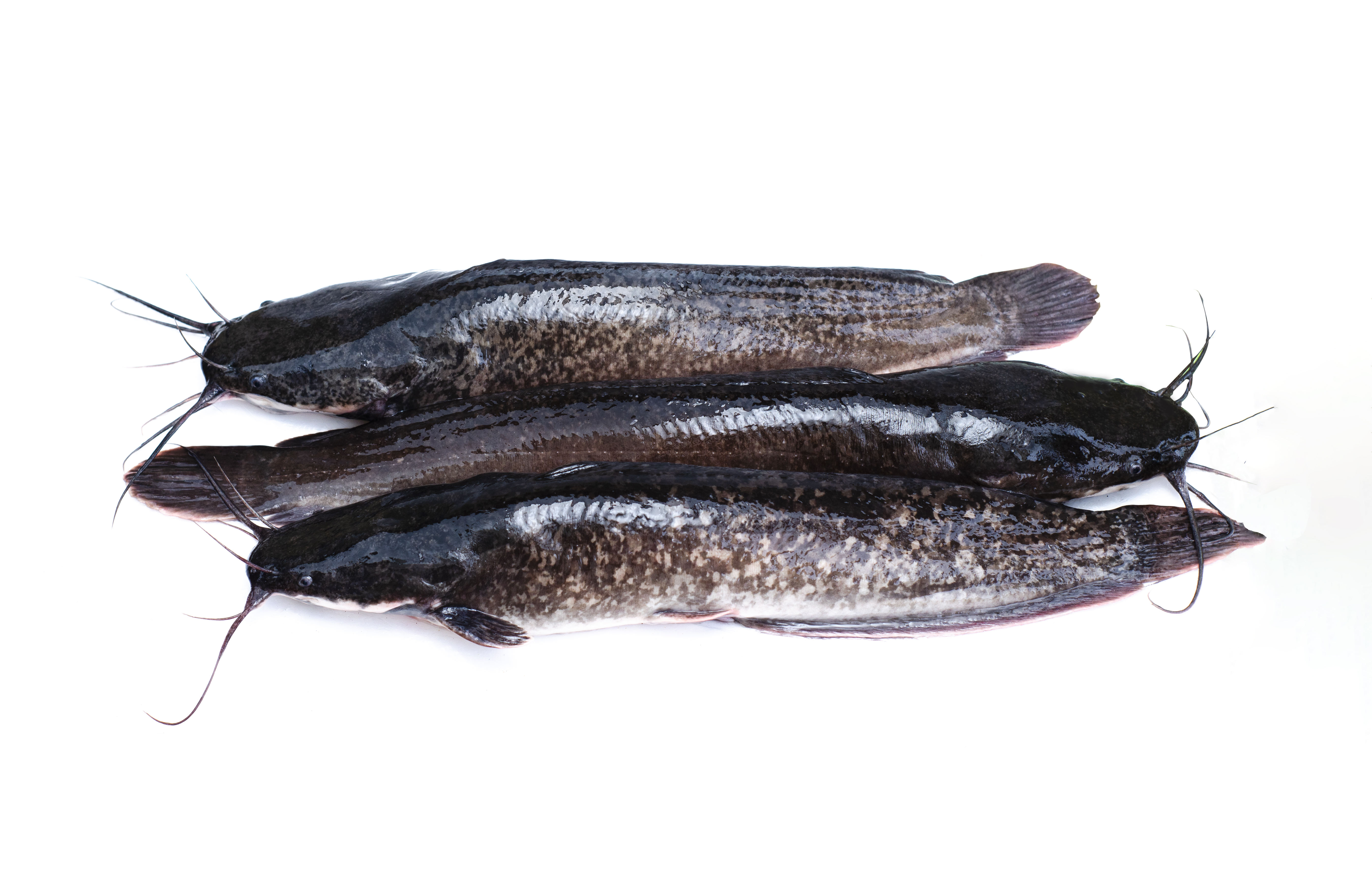 Live Catfish